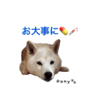 柴犬ポニー（個別スタンプ：20）
