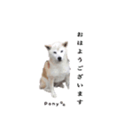 柴犬ポニー（個別スタンプ：21）