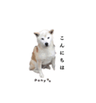 柴犬ポニー（個別スタンプ：22）