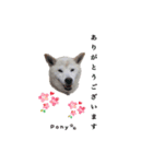 柴犬ポニー（個別スタンプ：24）