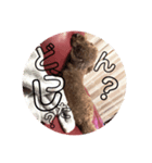 トイプードルchoco（個別スタンプ：3）
