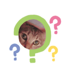 我が家の三匹の猫（個別スタンプ：3）