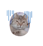 我が家の三匹の猫（個別スタンプ：4）