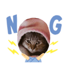 我が家の三匹の猫（個別スタンプ：5）