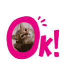 我が家の三匹の猫（個別スタンプ：6）