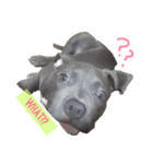 pitbull(corona♚﻿)（個別スタンプ：3）