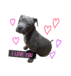 pitbull(corona♚﻿)（個別スタンプ：4）