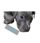pitbull(corona♚﻿)（個別スタンプ：5）