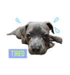 pitbull(corona♚﻿)（個別スタンプ：6）
