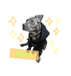 pitbull(corona♚﻿)（個別スタンプ：7）