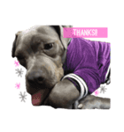 pitbull(corona♚﻿)（個別スタンプ：8）