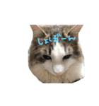ヴェルたん②（個別スタンプ：12）