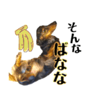 まっくすたんプ（個別スタンプ：19）