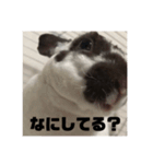 うしまるスタンプ Part 1（個別スタンプ：6）