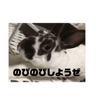 うしまるスタンプ Part 1（個別スタンプ：23）