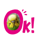 coco＆namio（個別スタンプ：4）