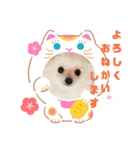 ポメラニアン にこの気持ち（個別スタンプ：10）