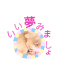 ポメラニアン にこの気持ち（個別スタンプ：29）