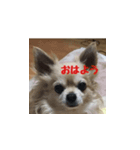 チャーミーのスタンプいちっ！（個別スタンプ：1）