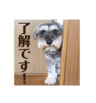 シュナウザーロワくん 4（個別スタンプ：8）