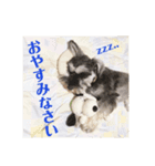 シュナウザーロワくん 4（個別スタンプ：16）