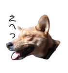 Brown dog2（個別スタンプ：5）