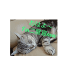 男子高校生の飼い猫with鹿（個別スタンプ：1）