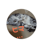 男子高校生の飼い猫with鹿（個別スタンプ：3）