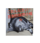 男子高校生の飼い猫with鹿（個別スタンプ：4）