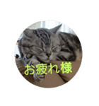 男子高校生の飼い猫with鹿（個別スタンプ：5）