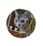 男子高校生の飼い猫with鹿（個別スタンプ：6）