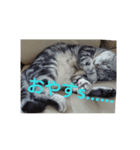 男子高校生の飼い猫with鹿（個別スタンプ：7）