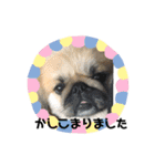 ペキニーズ日常（個別スタンプ：14）