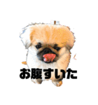 ペキニーズ日常（個別スタンプ：21）