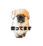 ペキニーズ日常（個別スタンプ：22）