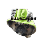 ペキニーズ日常（個別スタンプ：32）