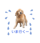 童顔ゴールデンレトリバー（個別スタンプ：6）