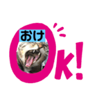 みる姐さんの日常スタンプ（個別スタンプ：13）