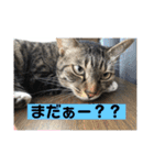みる姐さんの日常スタンプ（個別スタンプ：15）