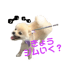 ストレンジ犬ゆうちゃんの筋肉な日々（個別スタンプ：1）