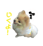 ストレンジ犬ゆうちゃんの筋肉な日々（個別スタンプ：2）