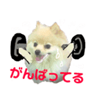 ストレンジ犬ゆうちゃんの筋肉な日々（個別スタンプ：3）