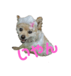 ストレンジ犬ゆうちゃんの筋肉な日々（個別スタンプ：6）