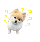 ストレンジ犬ゆうちゃんの筋肉な日々（個別スタンプ：7）