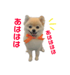 ストレンジ犬ゆうちゃんの筋肉な日々（個別スタンプ：8）