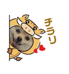 ストレンジ犬ゆうちゃんの筋肉な日々（個別スタンプ：10）