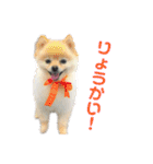 ストレンジ犬ゆうちゃんの筋肉な日々（個別スタンプ：11）