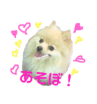 ストレンジ犬ゆうちゃんの筋肉な日々（個別スタンプ：14）