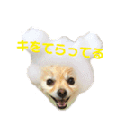 ストレンジ犬ゆうちゃんの筋肉な日々（個別スタンプ：16）
