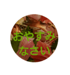 oh, sashimi sticker（個別スタンプ：1）